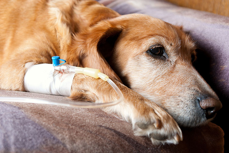 Chemotherapy Drugs for Dogs with Lymphoma