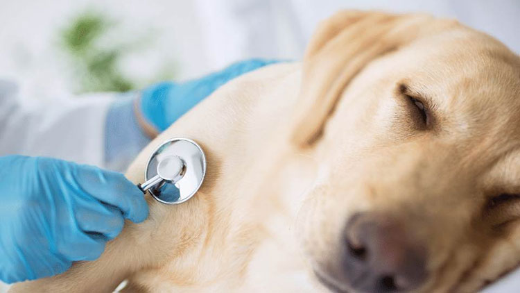 Chemotherapy In Dogs