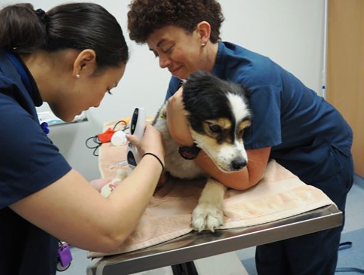 Chemotherapy for dogs diagnosed with lymphoma