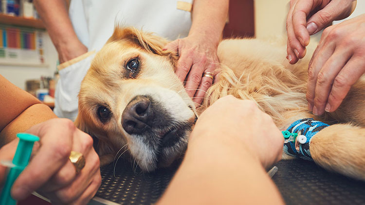 Chemotherapy session for pup diagnosed with lymphoma