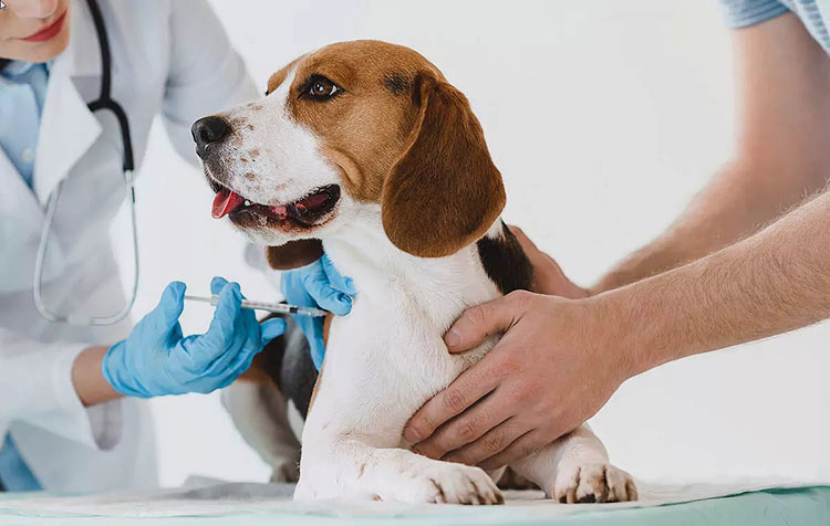 Chemotherapy treatment at the veterinary clinic
