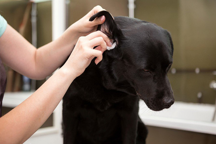 Cleaning-ears1