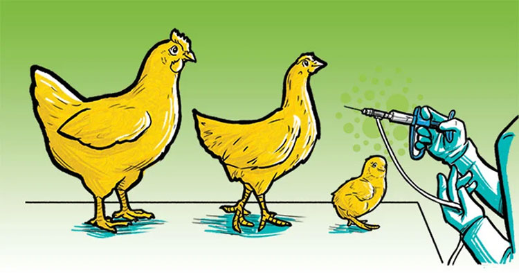 Culturing and Harvesting