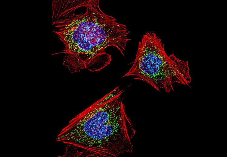 Cytology