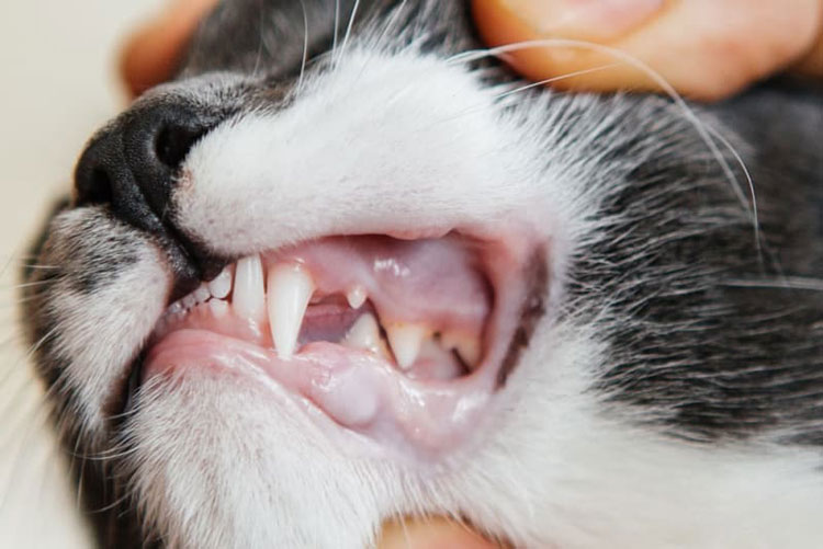 Dental infection