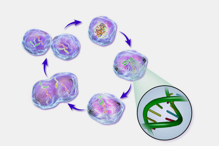 Disrupting cell division