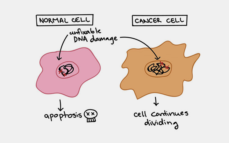 Disrupting cell division