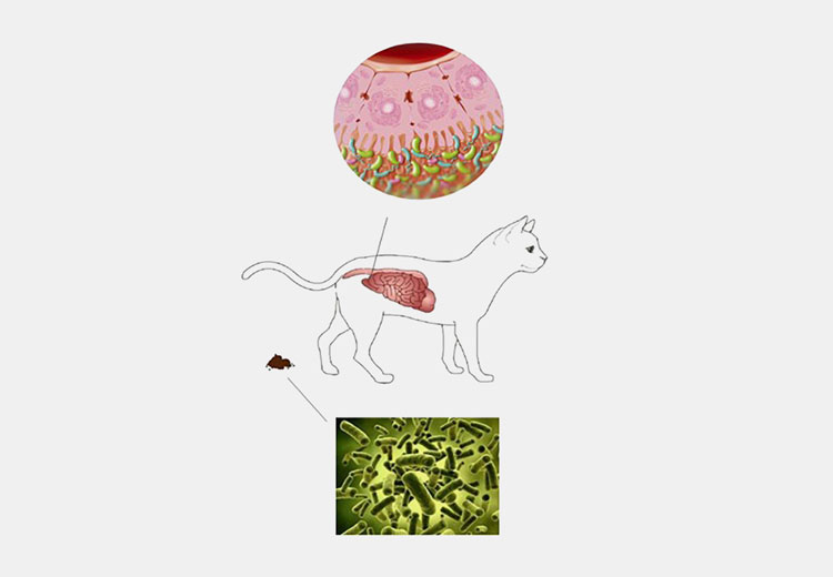 Disruption of gut-microbiota