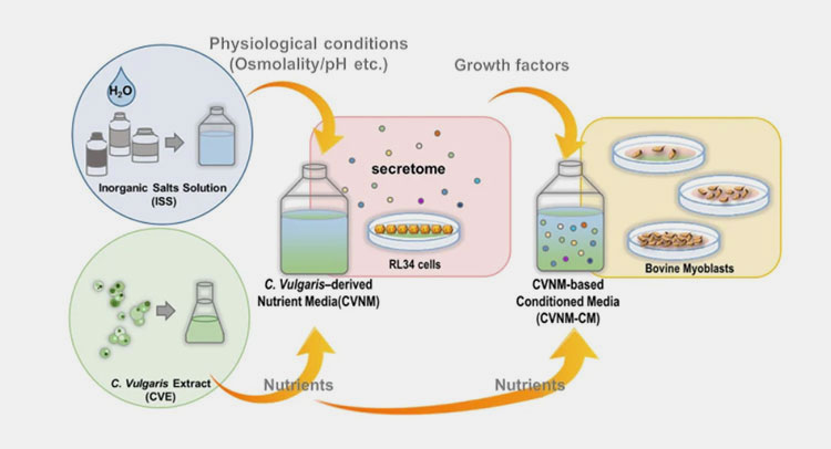 Dmem cell culture medium for cell growth