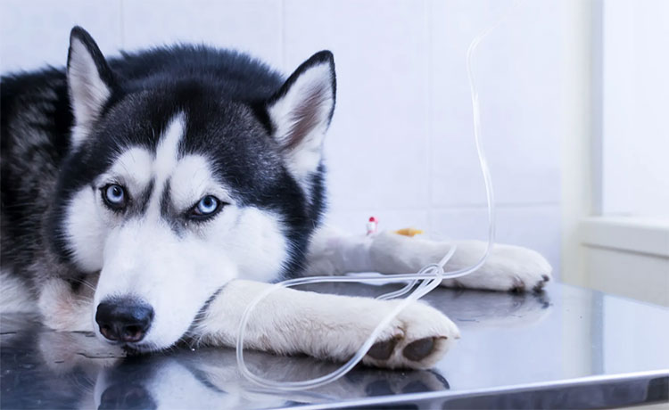 Dog Chemotherapy Drugs