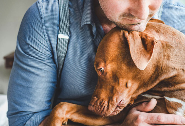 Drugs You Must Avoid During Treatment With Dog Chemotherapy Drugs