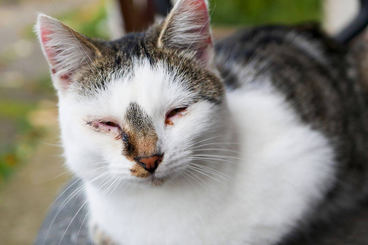 Feline-calicivirus-infections