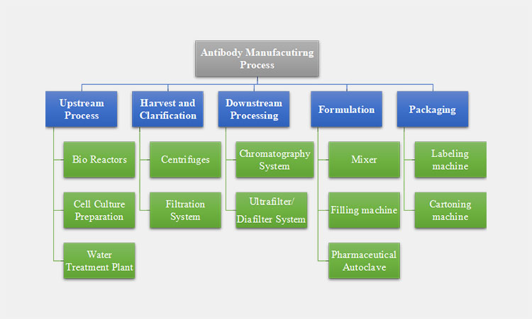Flowchart of Antibody Manufacturing Process