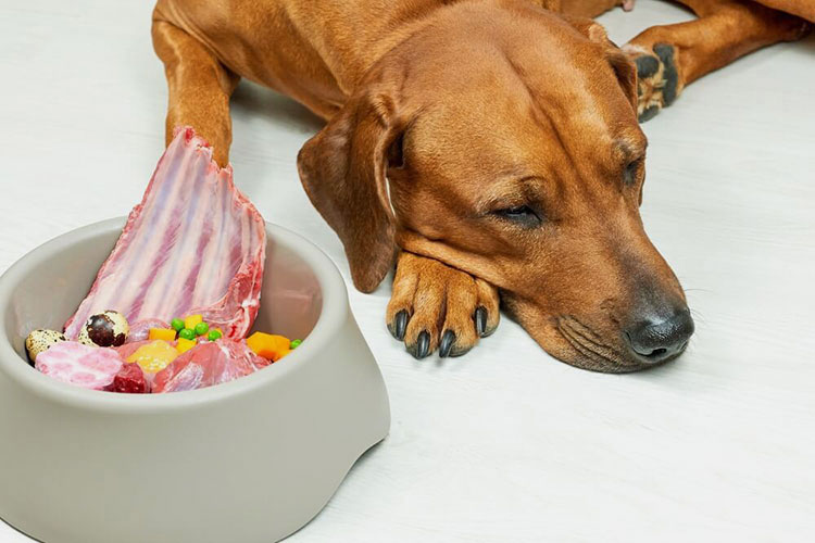 Gastrointestinal Issues