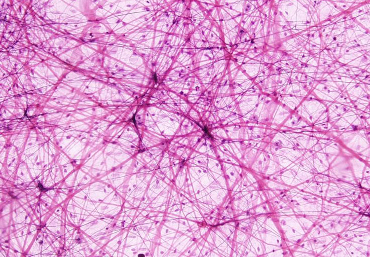 Histology