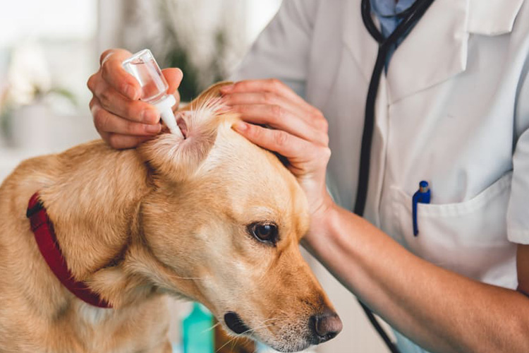 How-Long-Does-It-for-Dog-Ear-Infection-Drops-to-Work