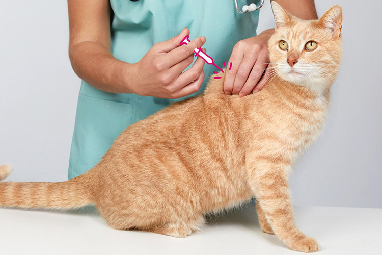 How-Often-Do-Cats-Need-Cat-Triple-Vaccine