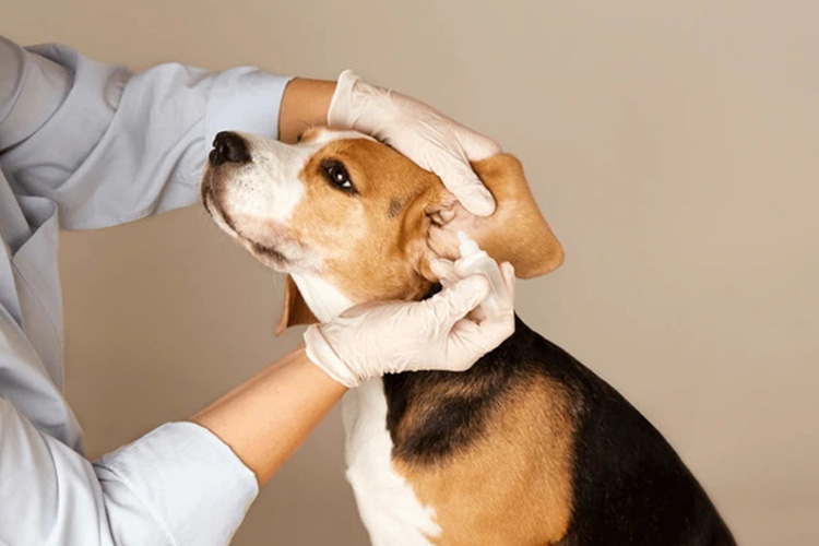 How-To-Apply-Dog-Ear-Infection-Drops-for-Your-Dogs
