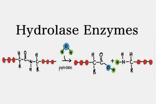 Hydrolases