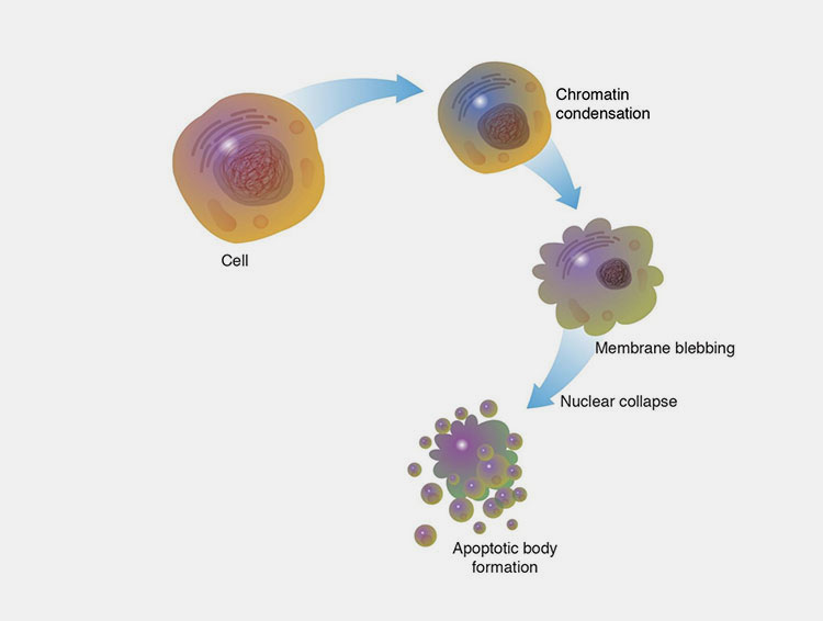 Inducing cell death