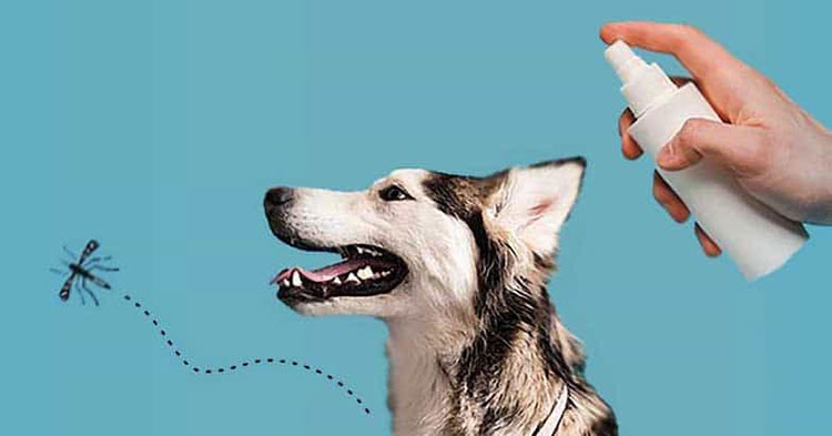 Insect repellent for dogs