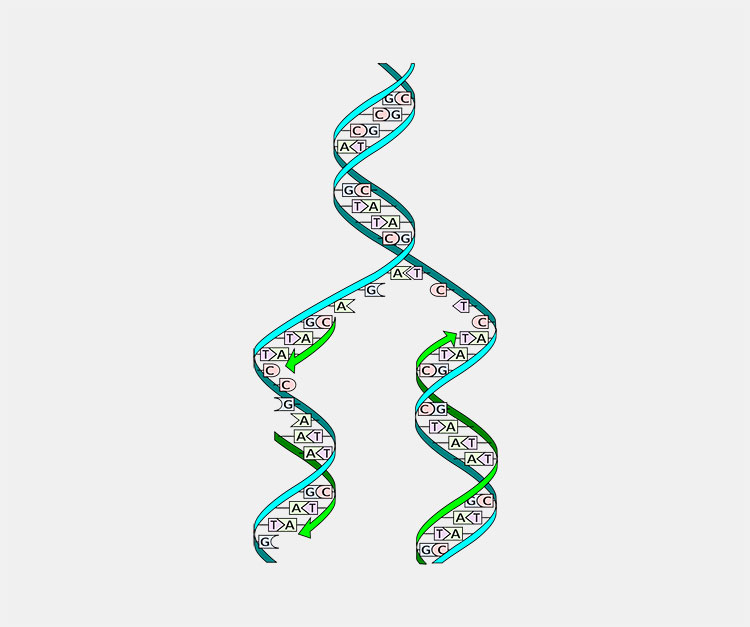 Interfering with DNA replication
