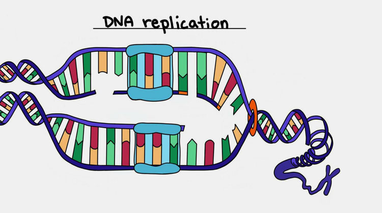 Interfering with DNA replication