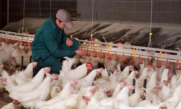 Keeping Your Poultry Flocks Flu-Free