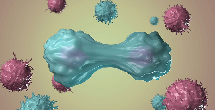 Learning-about-T-lymphocytes-6