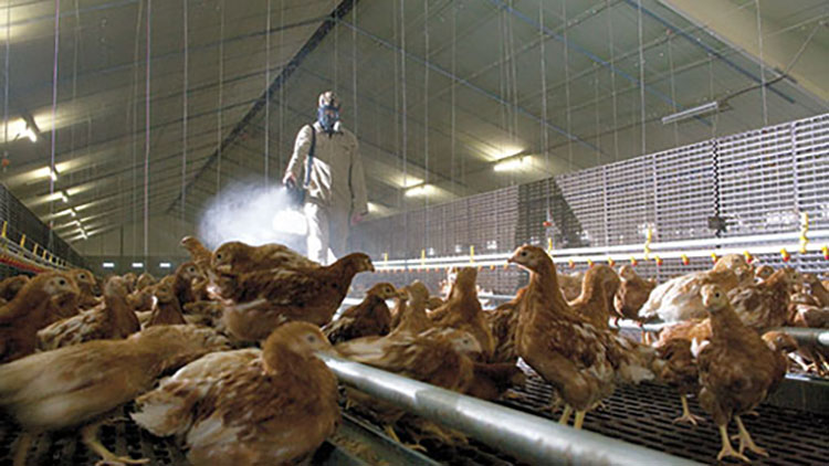 Lowers Disease Transmission to Humans