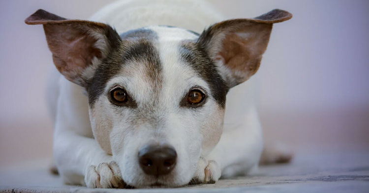 Lymphoma in dogs