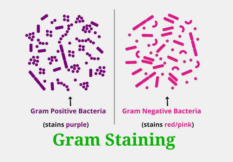 Microbiology