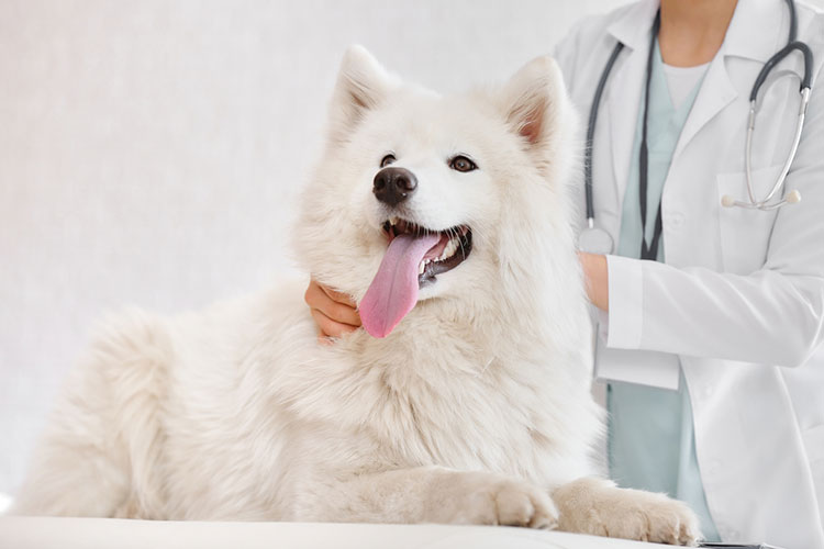 Milder Side effects in Dogs