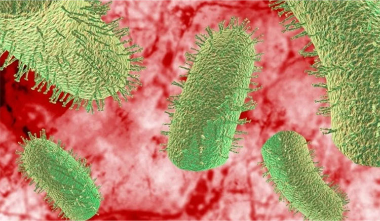 Neutralizes the rabies virus at the entry site