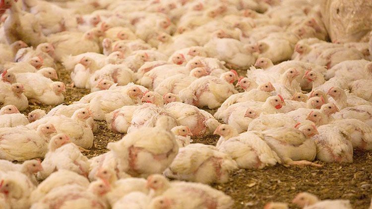 No Mass Culling