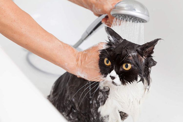 Not-taking-a-shower