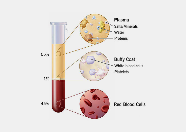 Plasma collection