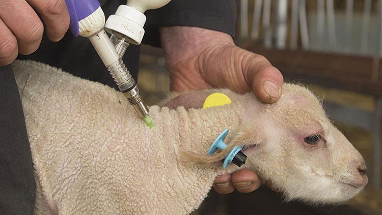 Powerful Role In Protecting Animals