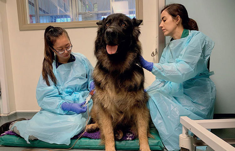 Precautions For Handling Dog Chemotherapy Drugs
