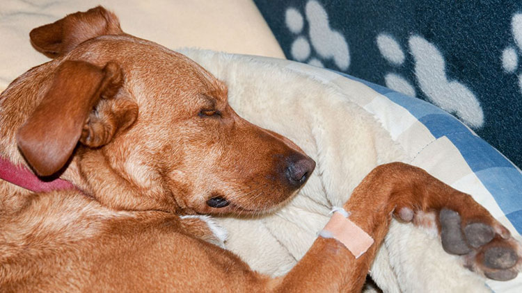 Providing The Palliative Care