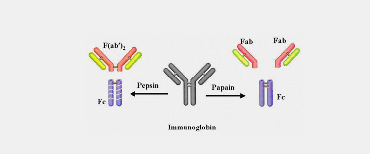 Purification and enzyme digestion