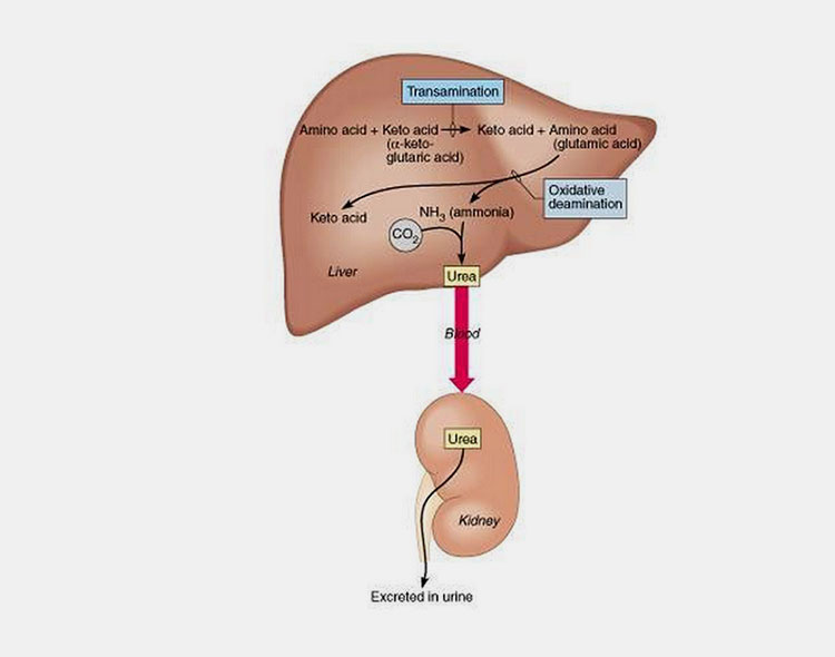 Rate of metabolism