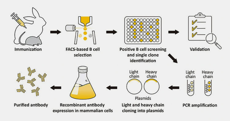 Recombinant Antibodies