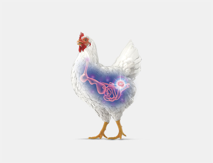 Shelf-Life Of Avian Flu Vaccine For Chickens