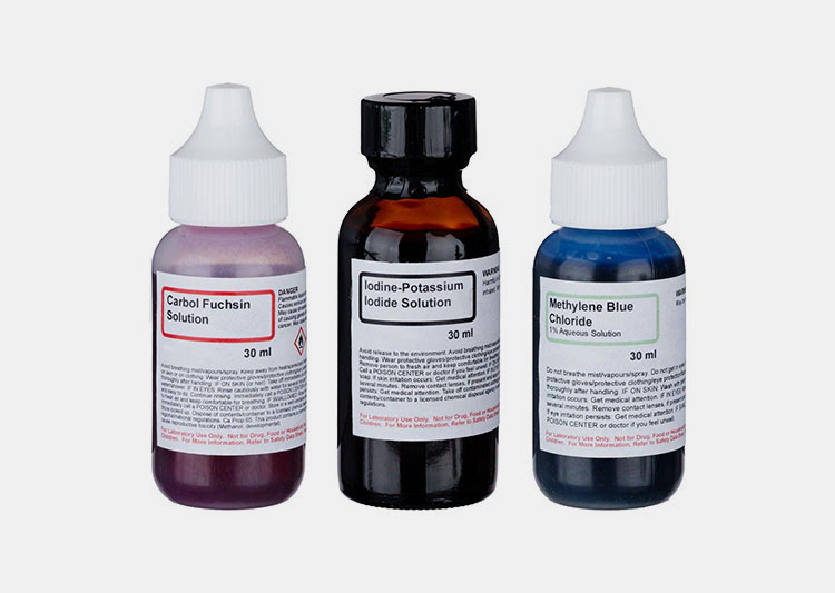 Simple staining solution