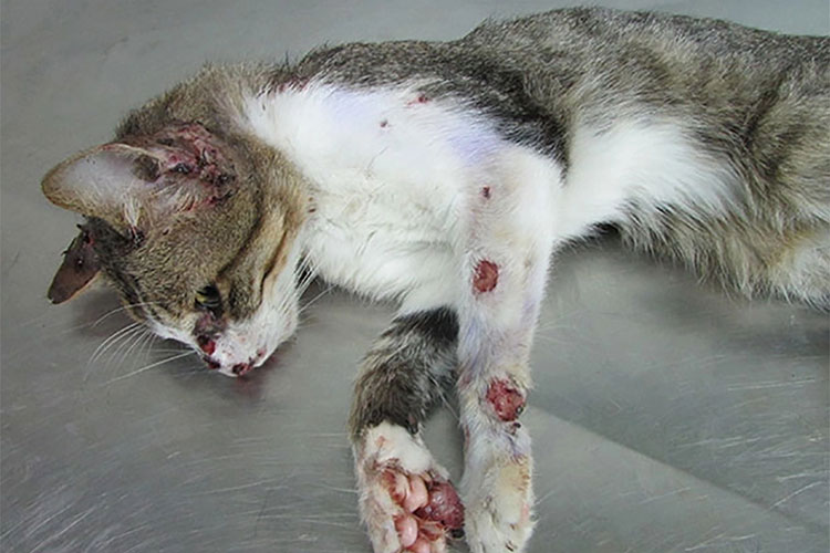 Skin infection