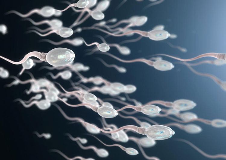 Sperm motility