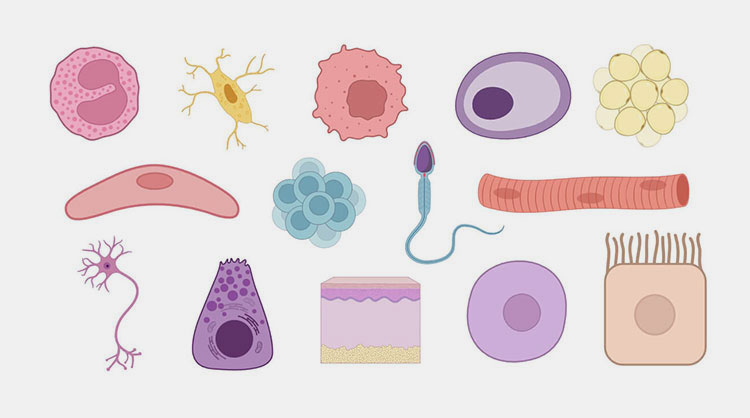 Support different cell types
