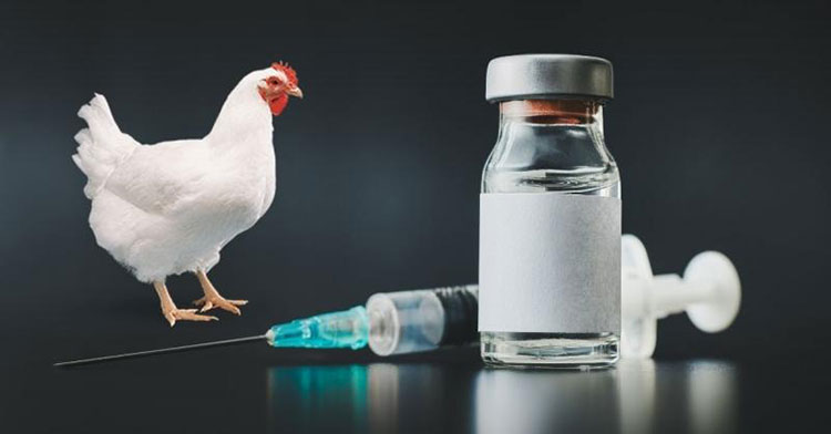 Timing of Avian Flu Vaccination