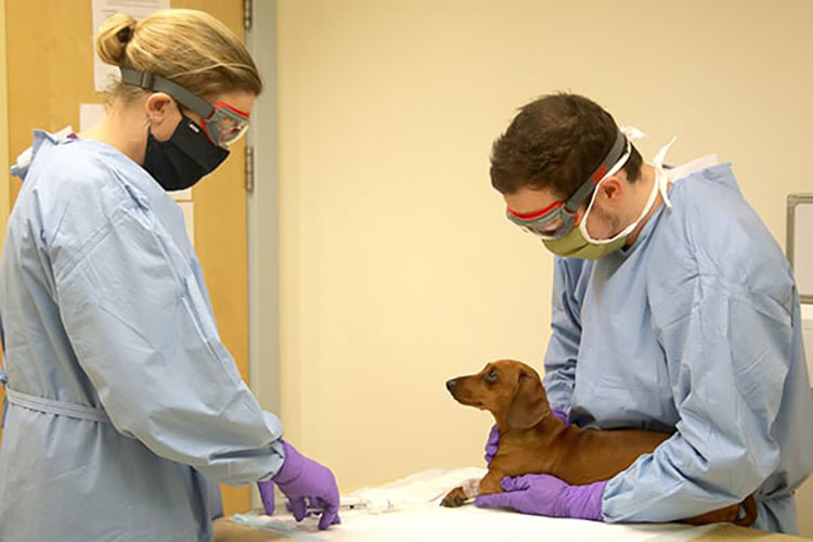 Veterinary Fields